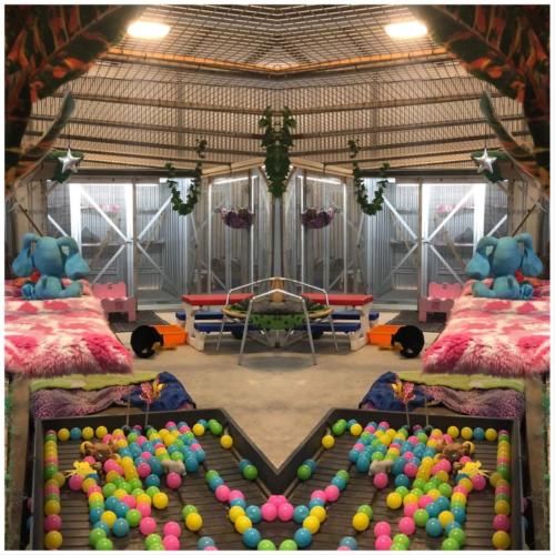 %dog and cat boarding kennels sydney %pet boarding services